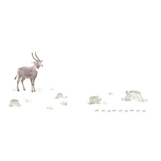 A gazelle.