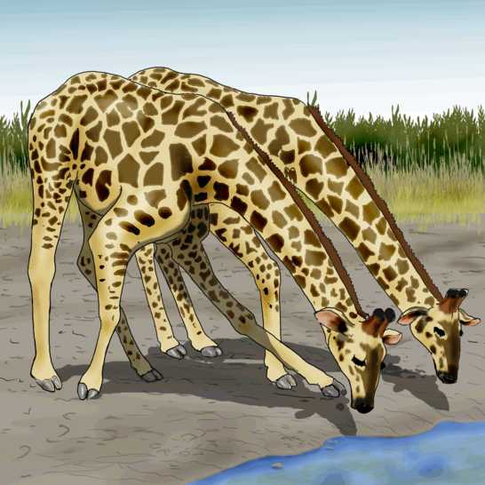 Two giraffes drinking water.