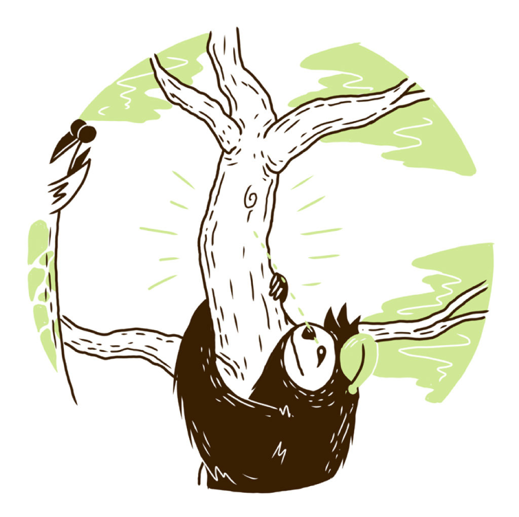 Mr Sloth spots a branch. Is that a big ear nearby?